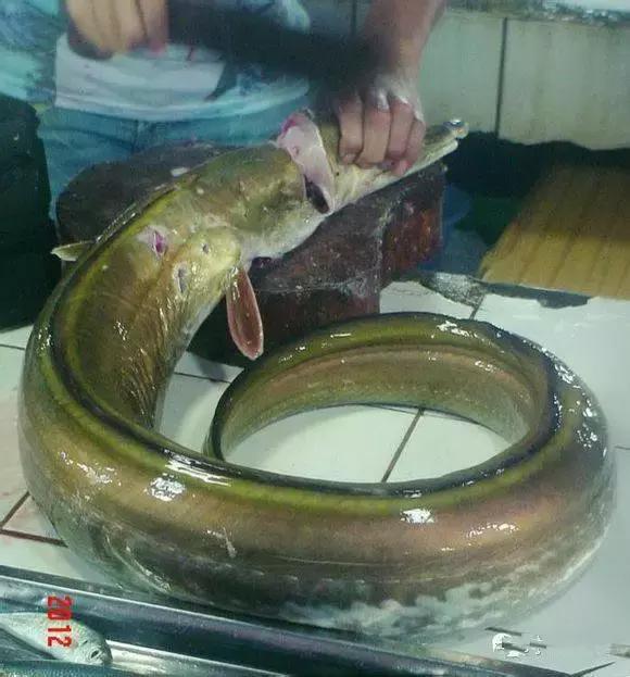 羊口开海！倒计时一天！第一网吃起来！看完哈喇子流一地