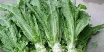 淡水龟吃什么食物,龟吃什么食物好