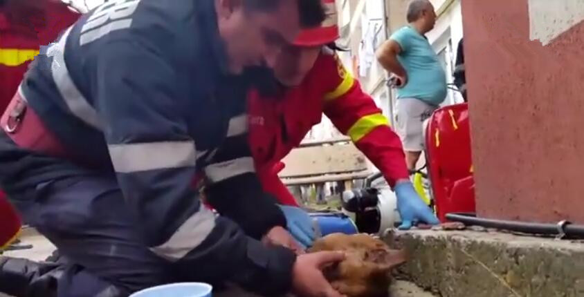 狗狗被烟雾熏晕了,狗狗火灾吸入大量浓烟