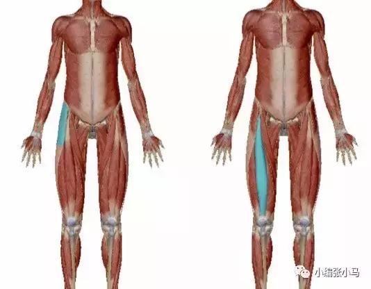 假胯宽严重怎么练最快消除,假胯宽大粗腿怎么瘦