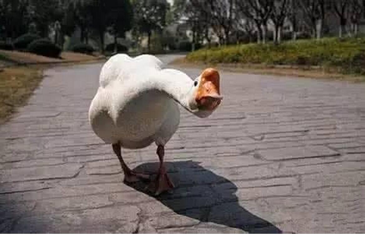 国内老百姓养殖什么动物能挣钱,农民养什么动物好赚钱