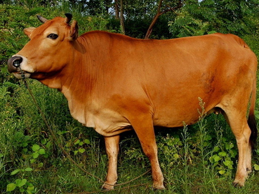 农民饲养各种动物,中国农民养六畜视频