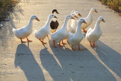 国内老百姓养殖什么动物能挣钱,农民养什么动物好赚钱
