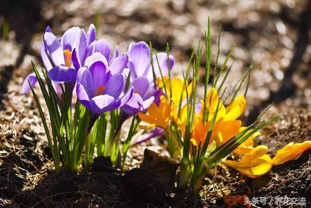 藏红花植物,开的花像藏红花的植物