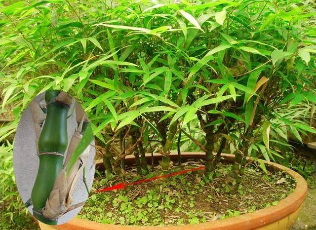 家里养什么绿植最旺财,家里养什么绿植旺财又对身体好