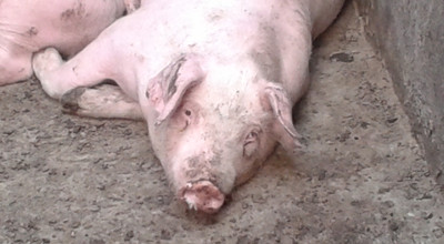 猪鼻子歪了怎么回事,猪鼻歪了怎么办