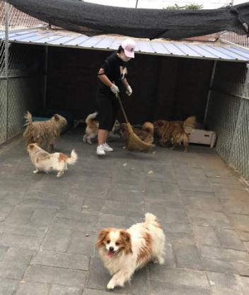 没钱能救助流浪动物么,没钱学生党怎么办