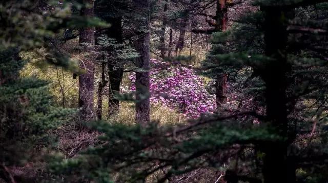 带你体验不一样的异国风情柬埔寨,去柬埔寨探寻神秘而又独特的美