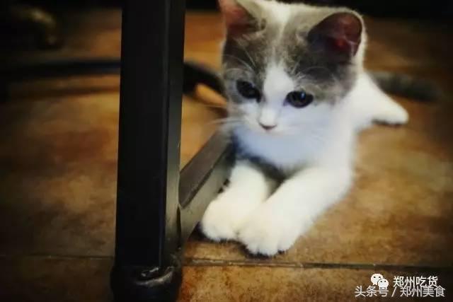 喵~铲屎官注意，郑州东区这家小店各种萌喵环绕，桌上披萨有料！