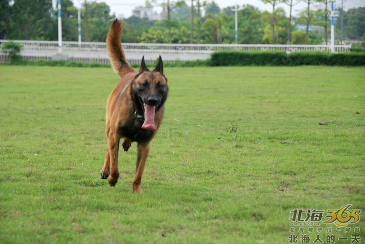 陈荣华北海,北海人的一天