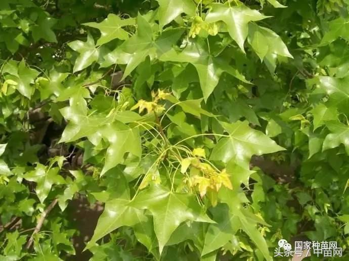 五角枫树下好多小五角枫怎么移栽,五角枫怎么养才好