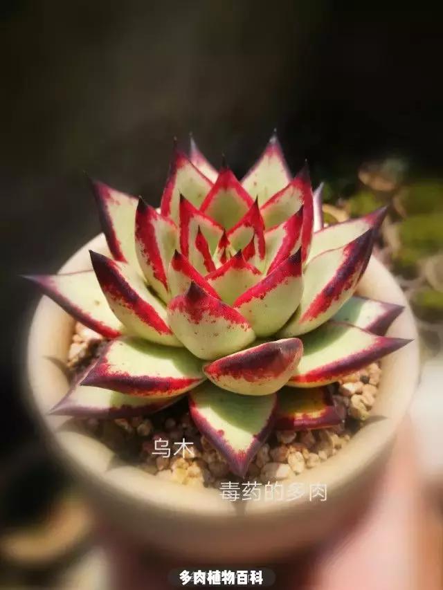 夕阳西下,养多肉的人没有在天涯,在家!