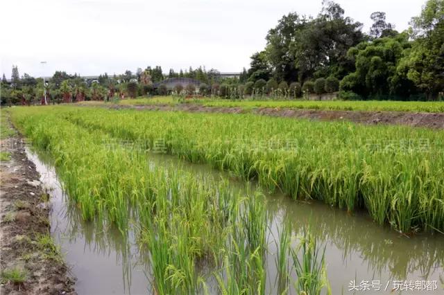 吃遍重庆50家鱼摆摆,吃遍成都50家鱼摆摆
