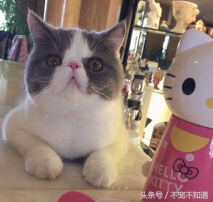 猫咪绝育后还会发情?是误解还是真理