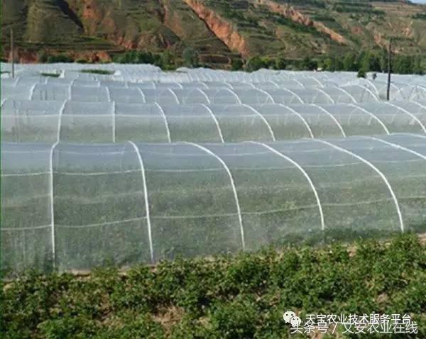 种植大棚防虫网选择,防虫网的选择方法