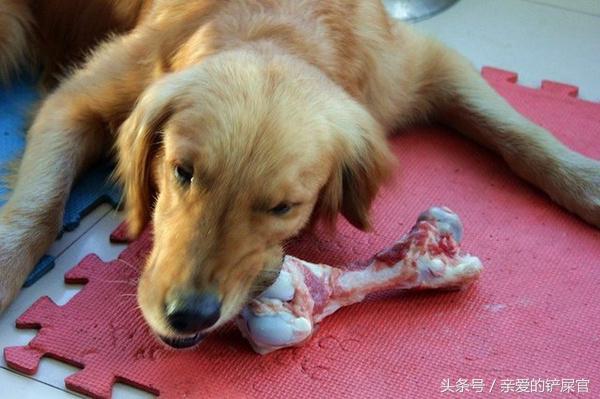 狗狗喜欢乱吃地上的东西怎么办,狗狗喜欢乱吃东西怎样训练