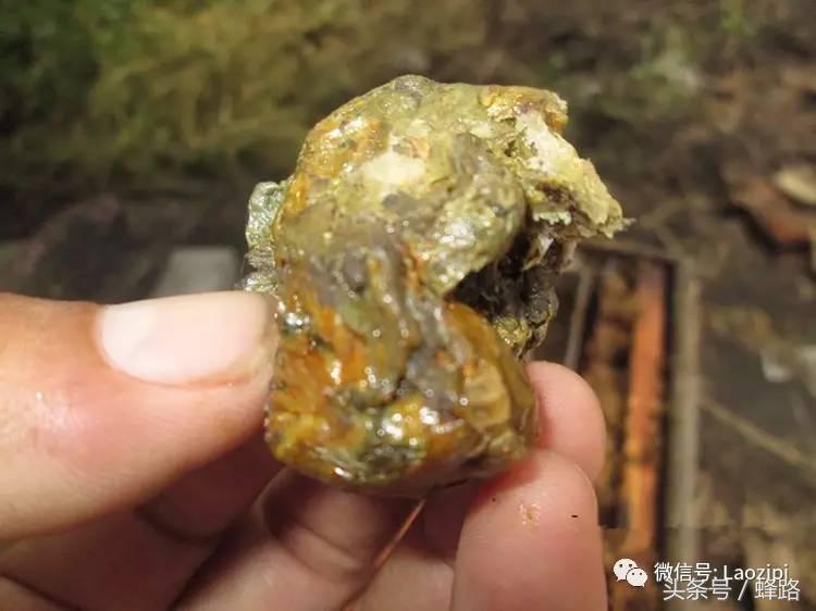 蜜蜂为什么产蜂胶,蜜蜂网蜂胶在蜂群中的作用