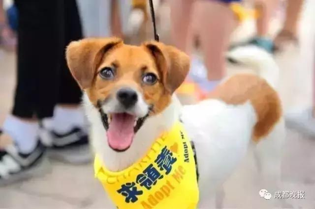 9月9日领养日，免费领养流浪动物，用爱代替伤害！