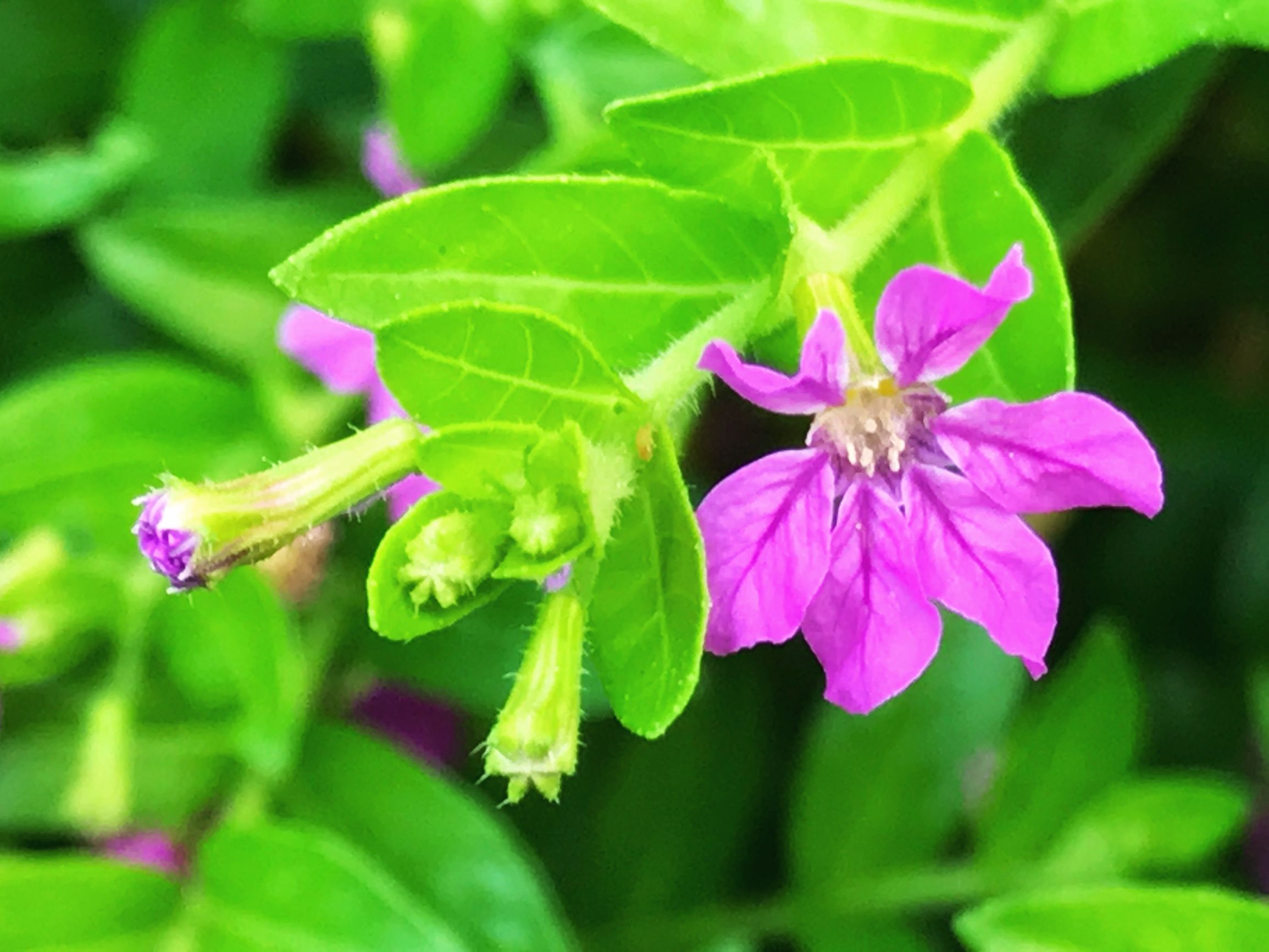 细叶雪茄花介绍,细叶雪茄花的花种