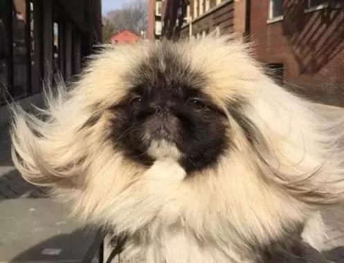 中华田园犬在其他国家是名犬吗,中华田园犬八大名犬国家保护动物