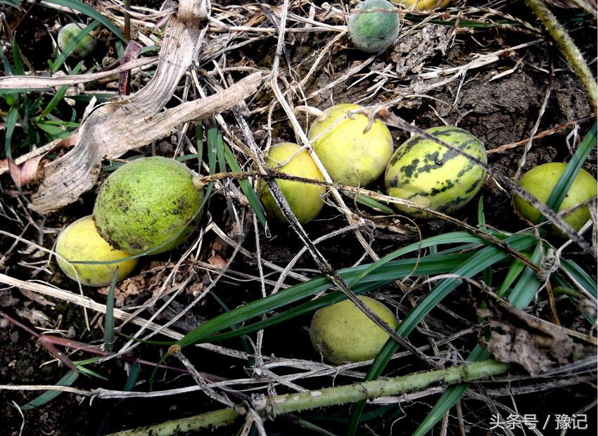 不会掂镰割草,你就算不上地道的河南农村娃