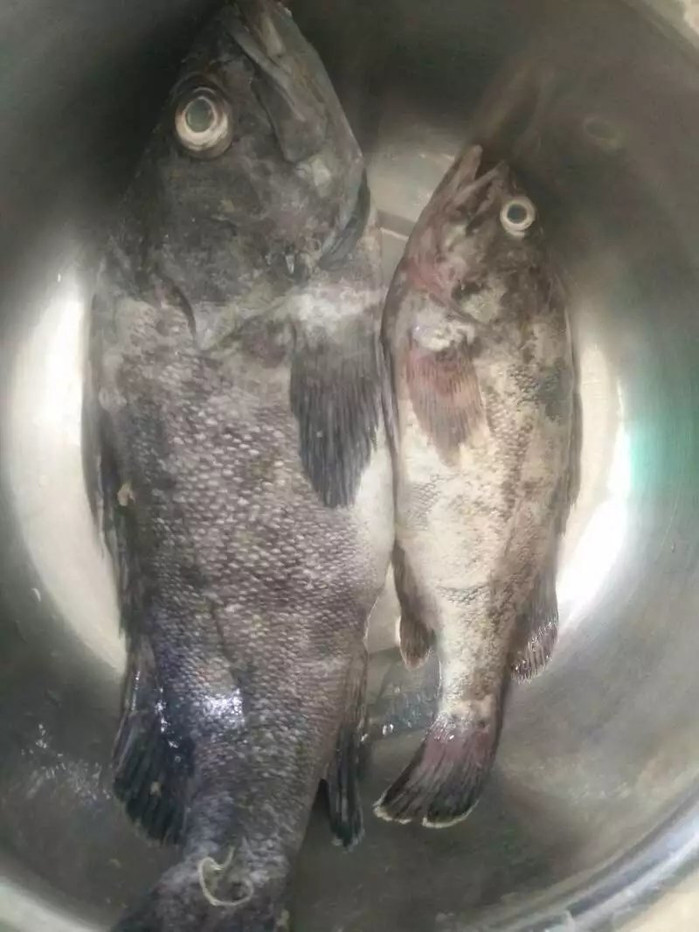 日照海捕海鲜有哪些,日照赶海后抓到的海鲜去哪儿吃