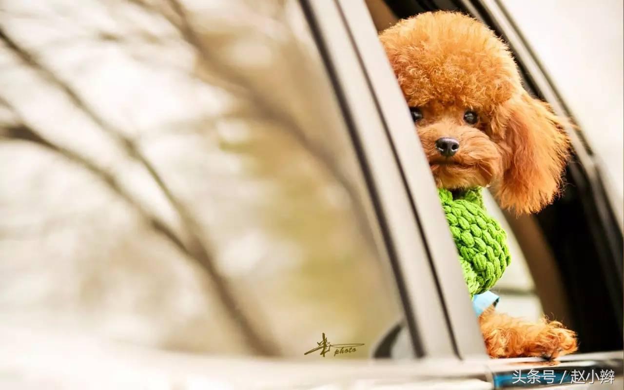 狗狗身上有腥臭味怎么解决,狗狗身上体味重怎么办呢