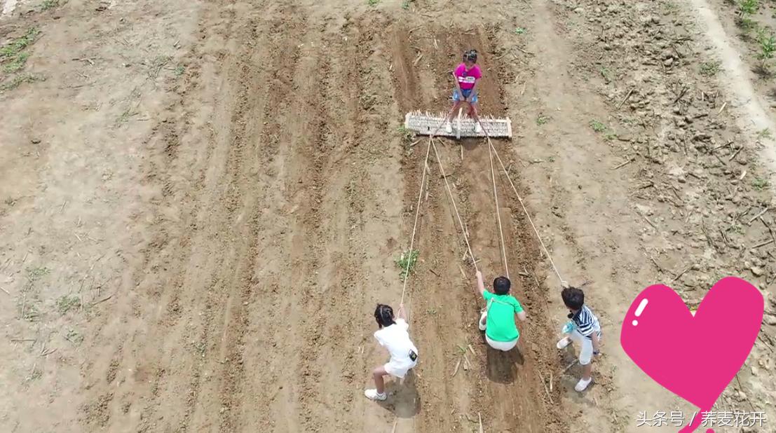 红豆的毒性有多大,红豆毒性是什么