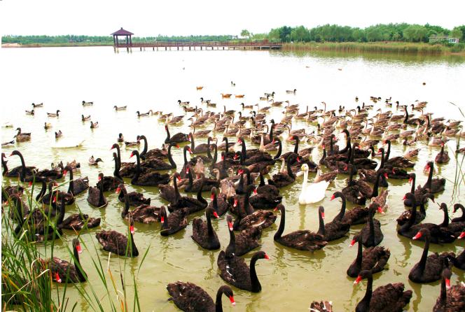 滨州鸟类湿地公园,滨州北海凤鸣鸟类公园