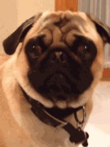 中华田园犬在其他国家是名犬吗,中华田园犬八大名犬国家保护动物