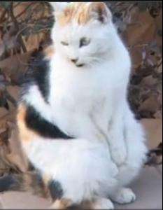 中国本土的猫都有哪些品种,战斗力最强的十种猫