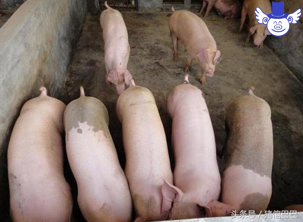 猪场污染处理,猪场水井污染怎么处理