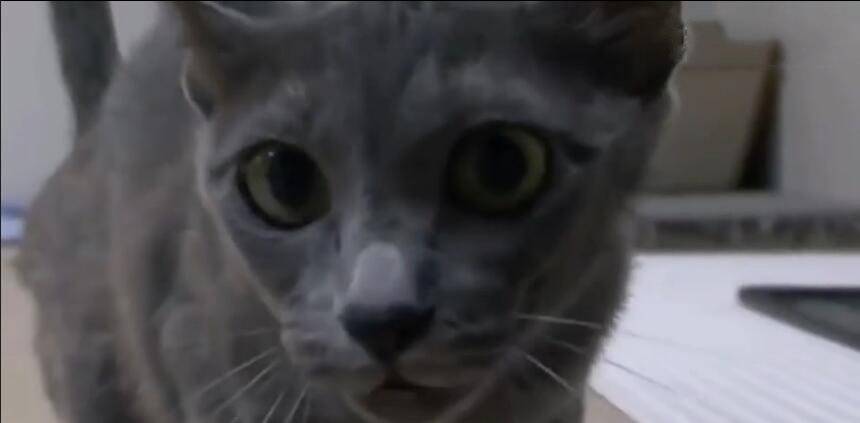 中国最贵的十种宠物猫,最贵的宠物猫有哪些