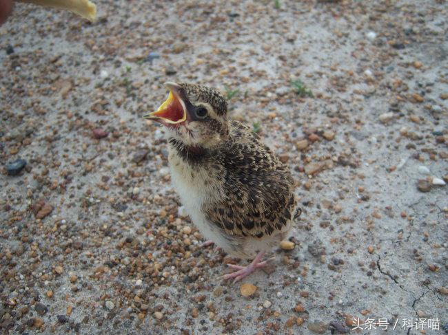 你认识百灵鸟吗,会说话的百灵鸟
