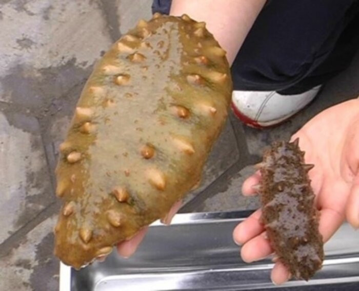 日照海捕海鲜有哪些,日照赶海后抓到的海鲜去哪儿吃