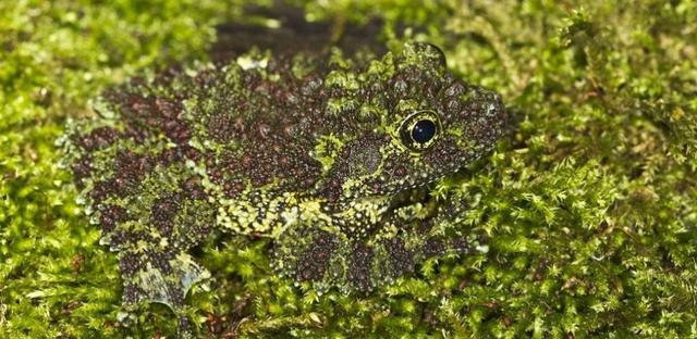 盘点一些动物的绝活,哪些动物有看家本领
