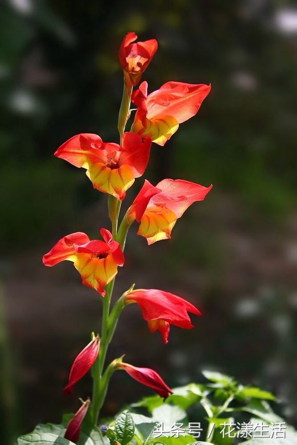 教师节送男老师什么颜色的花,教师节晚上送老师花为啥不要