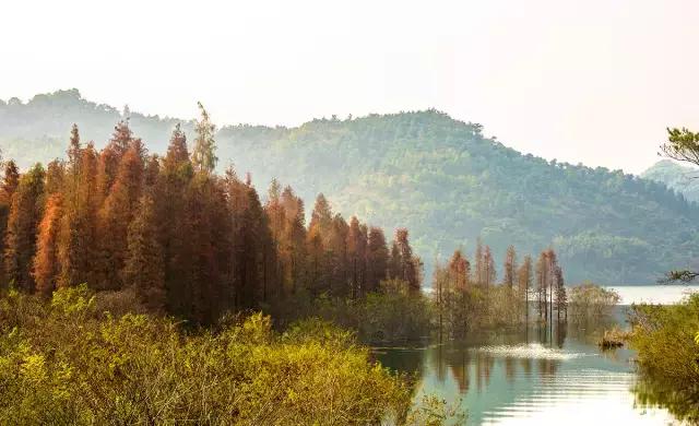不愧为中山的生态保护区,镜头下的五桂山竟然这么美