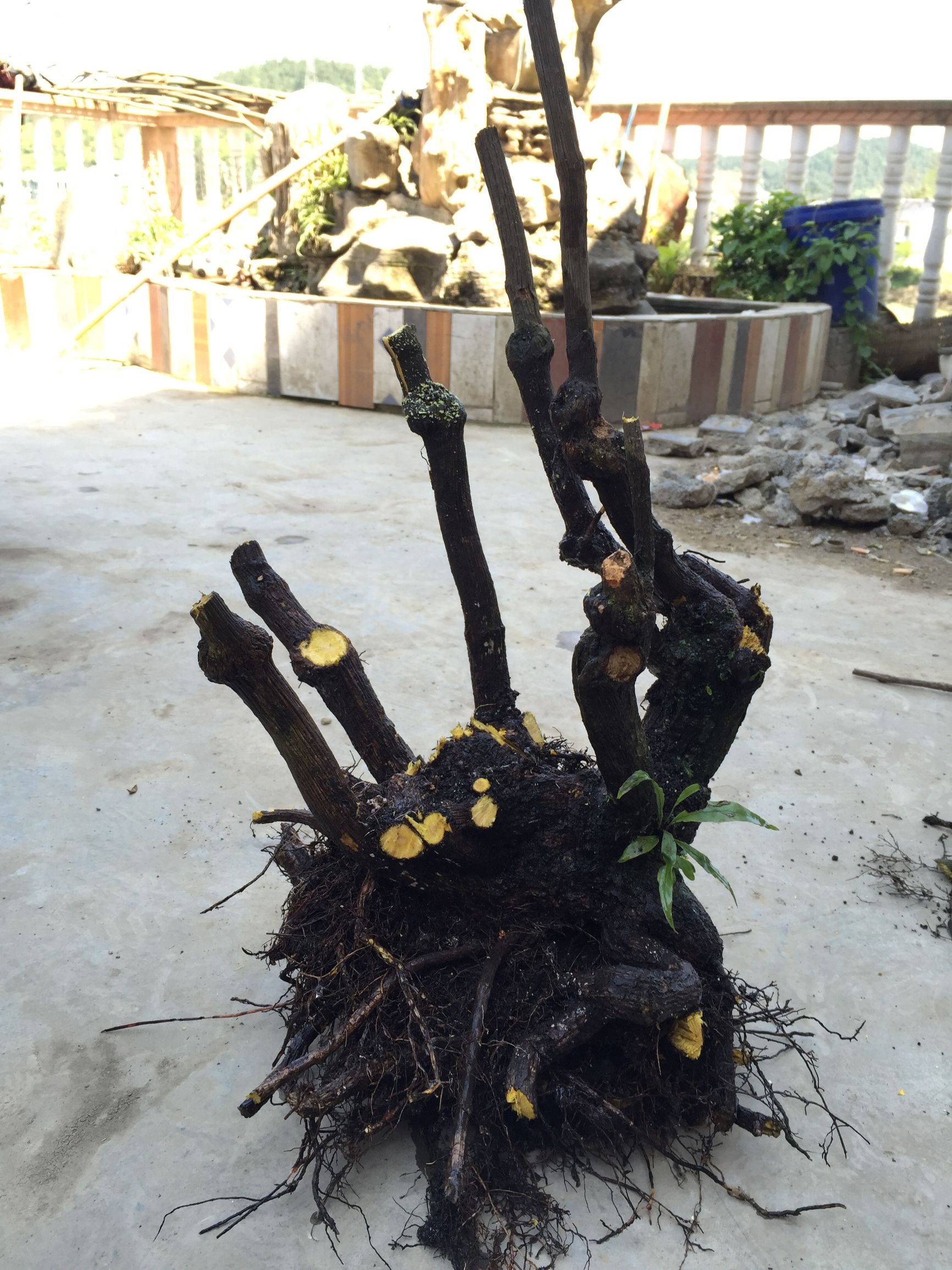 上山挖盆景树桩注意事项,山上挖什么树桩做盆景好呢