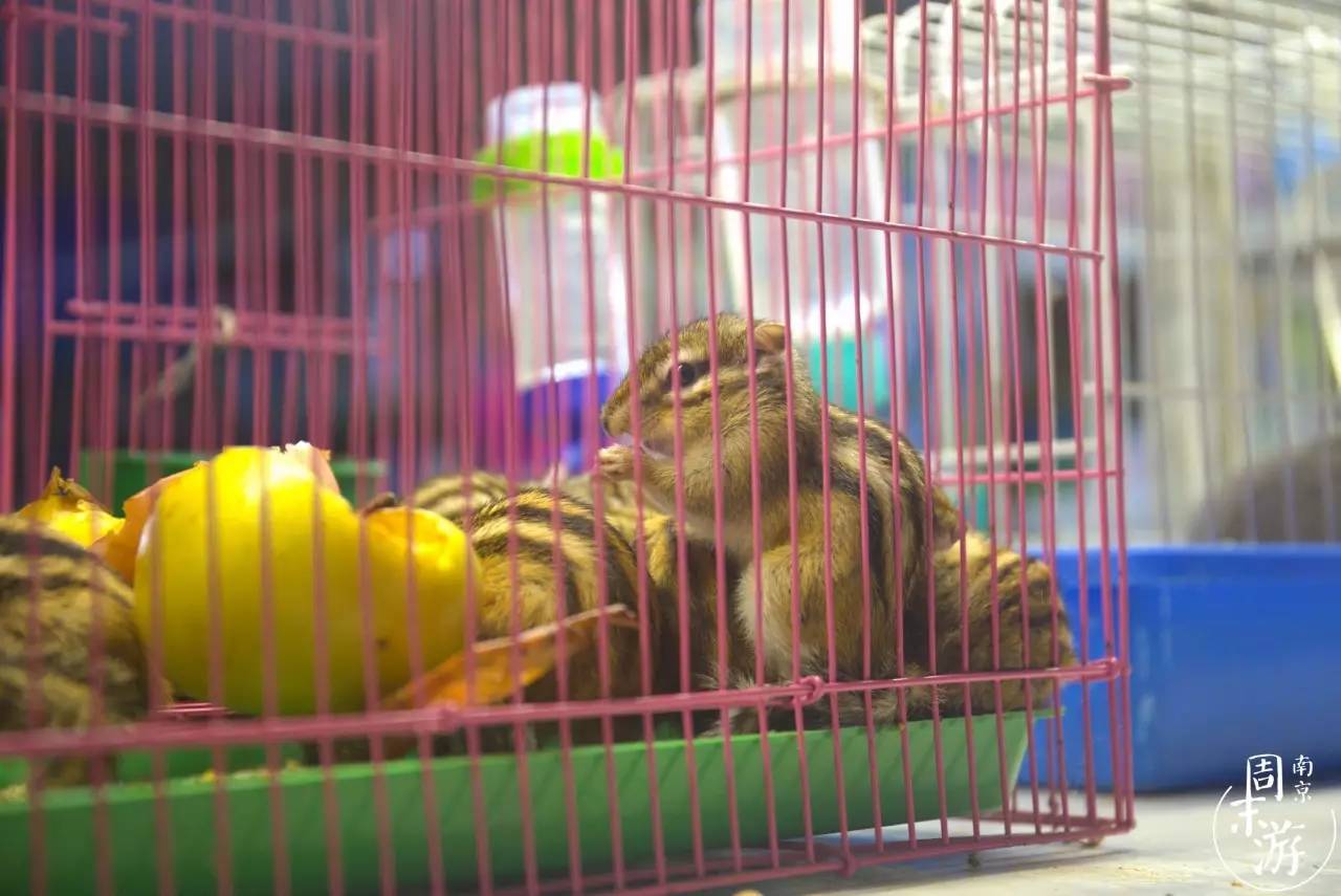 南京有几个花鸟鱼虫市场,南京湿地公园花鸟鱼虫市场在哪里