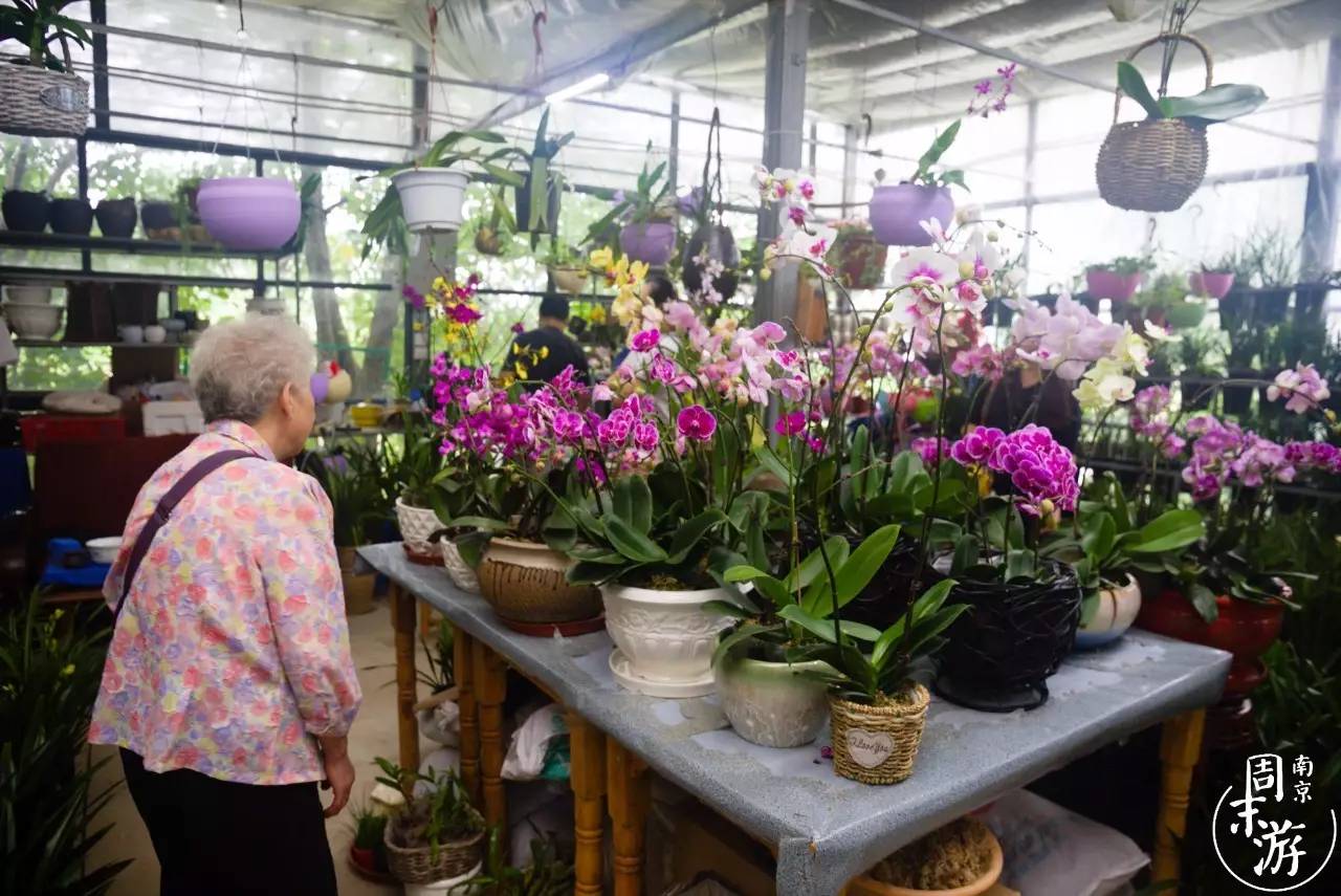 逛南京花卉市场视频,南京夫子庙花鸟鱼虫市场