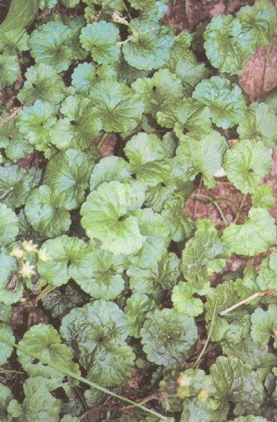 潮汕青草药书大全,潮汕青草药使用大全