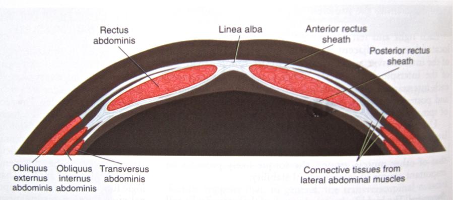 母猫生育后多久可以绝育,母猫没打疫苗可以绝育吗