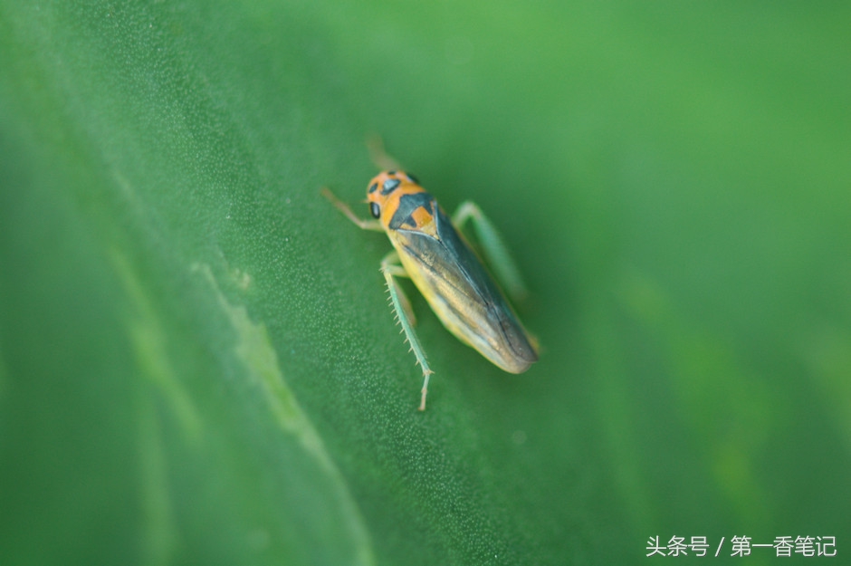 兰叶长介壳虫怎么处理,养兰宜忌