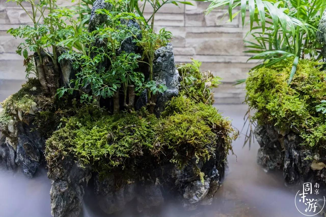 逛南京花卉市场视频,南京夫子庙花鸟鱼虫市场