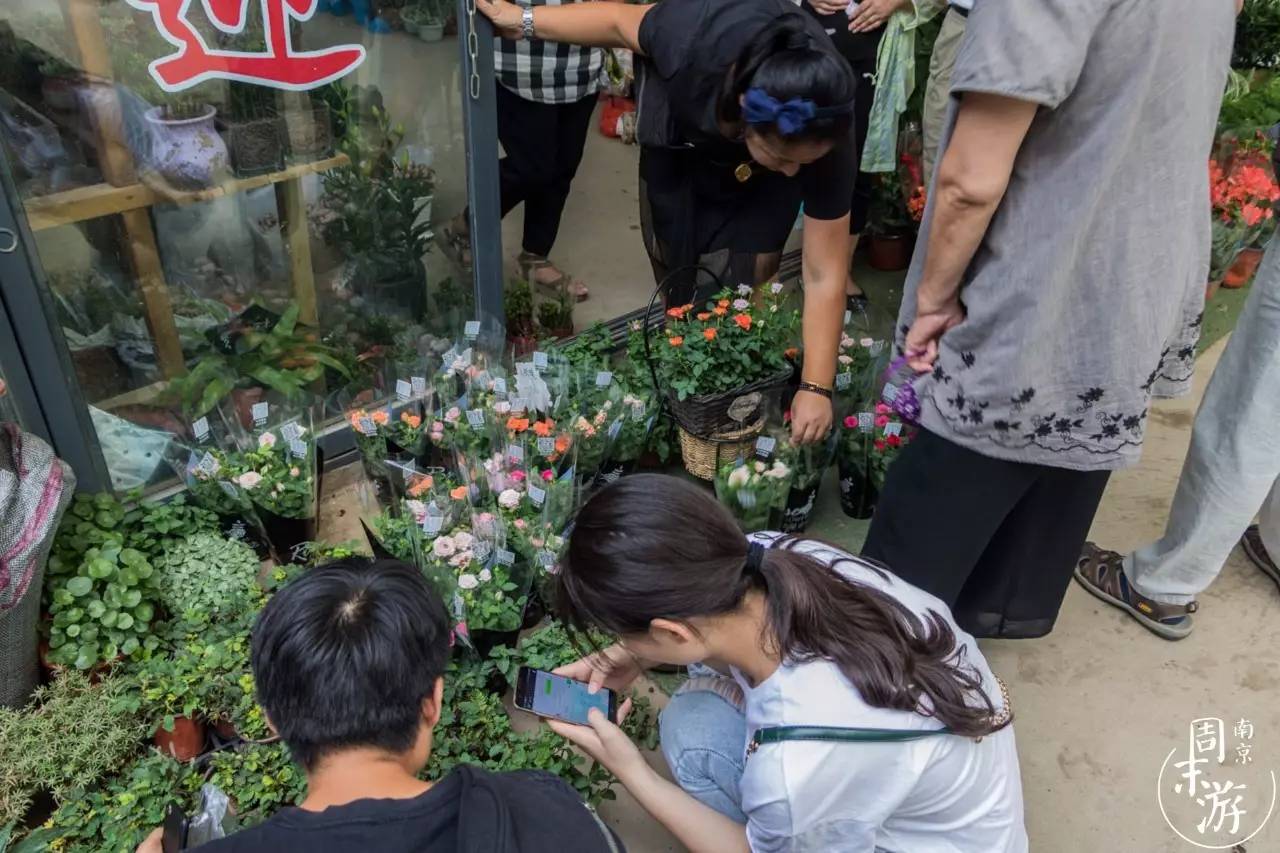 南京花鸟鱼虫市场,逛遍市场