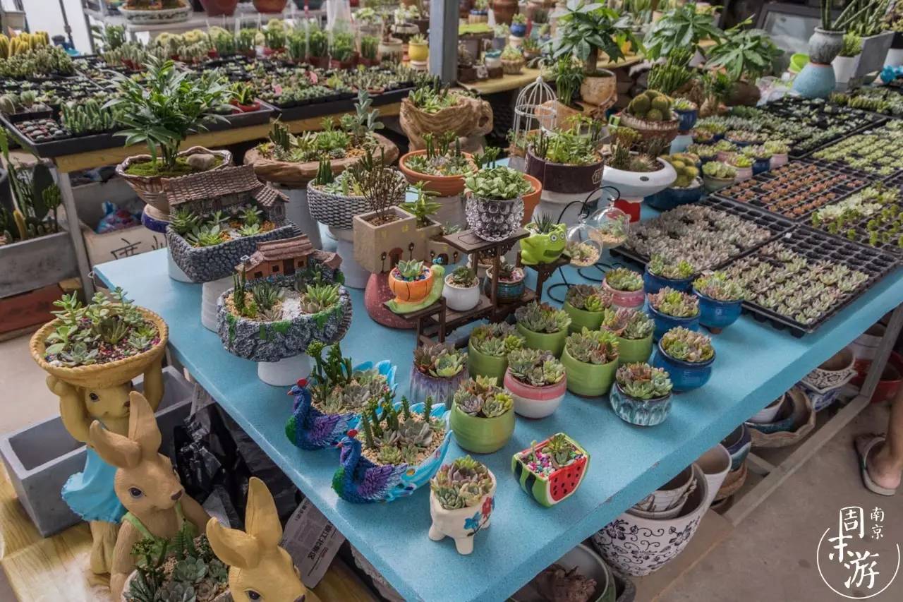 南京花鸟鱼虫市场,逛遍市场