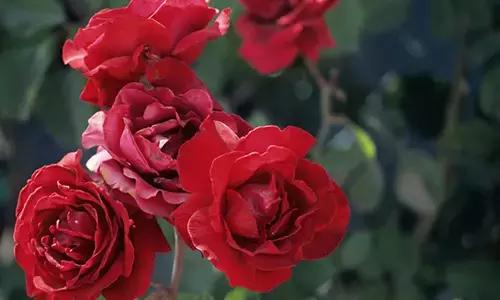 懒人的福利经济实惠又方便,懒人的福利有哪些