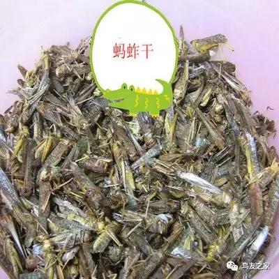 画眉饲料配方制作比例,土画眉饲料配方营养含量