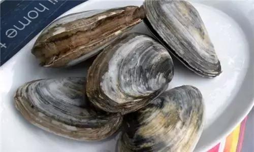 全球公认最好吃的五种贝类,比较特别的贝类有哪些